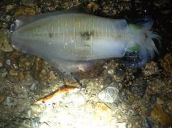 明石港でエギング　一投目でドラグがジー☆胴…