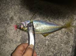 おのころ愛ランド周辺　平均24cmのアジが…