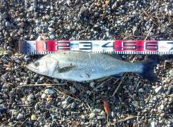 台風通過後の明石川シーバス狙い　ドチャ濁り…