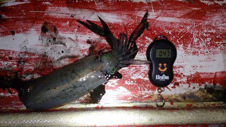 須磨　サイズアップ狙いのエギング釣行