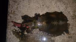 台風後の須磨の海でエギング　アオリイカ3バ…