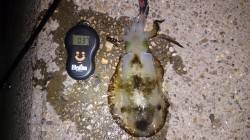 須磨　シャローのエギングでアオリイカ、ジア…