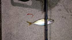 須磨にてアジング　満潮潮止まり前にパタパタ…