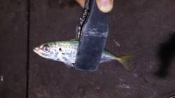 須磨にてアジング調査　回遊待ちの釣りでした…