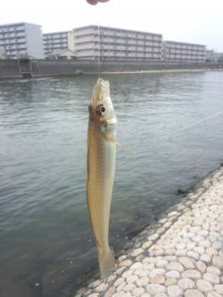 明石川　次男と二人でチョイ投げのハゼ釣行