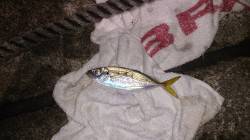 須磨アジング　風が強いなか中層～ボトムでア…