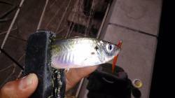 須磨　アジングで豆アジ、明暗部の暗い側でシ…