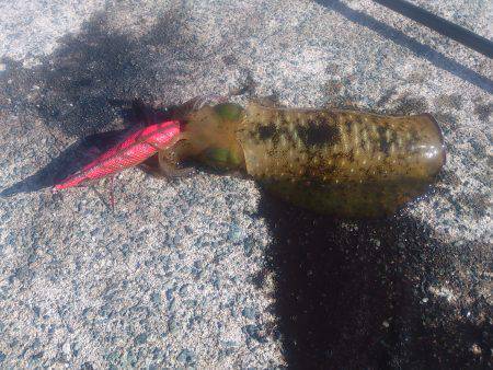 神子　台風後に強風を覚悟でエギングへ　アオ…