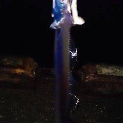 岸和田　ワインドでタチウオ　スモールサイズなのでリリース