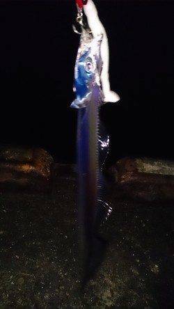 岸和田　ワインドでタチウオ　スモールサイズなのでリリース