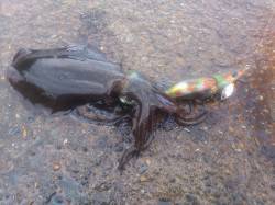 上瀬　ヤエンでアオリイカ順調に5杯ゲット！…