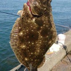 りんくう　アジのノマセ釣りでヒラメ45cmをゲット！