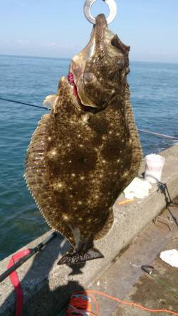 りんくう　アジのノマセ釣りでヒラメ45cm…