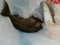 淡路島・翼港でツバス・シオ・タチウオ・アイ…