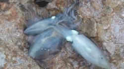 田井でのエギング、朝・夕 合わせて10ハイ…