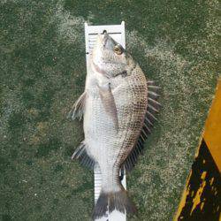 田ノ浦漁港　最高の天候の中紀州釣りでチヌ狙…
