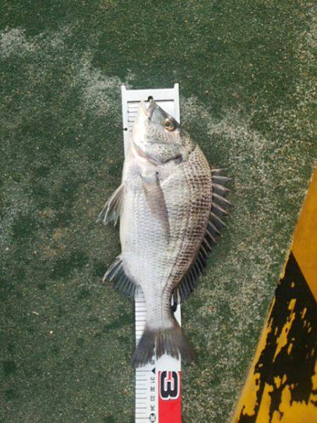 田ノ浦漁港　最高の天候の中紀州釣りでチヌ狙…