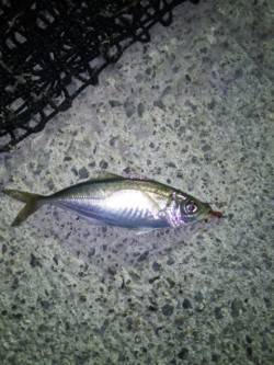 台風前に久々のアジングへ　ルアーでアジ・メ…