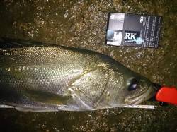 武庫川シーバス　河口方向に投げると手前1m…