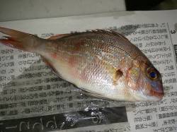 佐野漁港　ウキ釣りでタチウオ当たりは8回、…