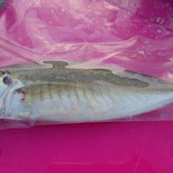 戸坂・塩津漁港　投げサビキ釣行はコノシロの…