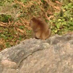 遅組の新子は反応も良し、食見でのエギング釣果