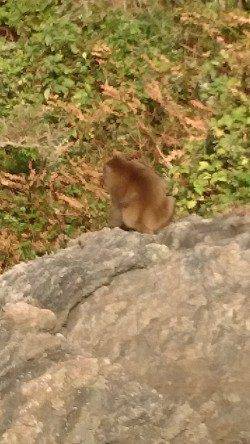 遅組の新子は反応も良し、食見でのエギング釣果