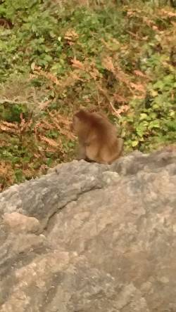 遅組の新子は反応も良し、食見でのエギング釣…