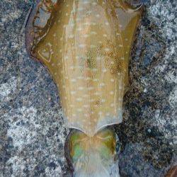 遅組の新子は反応も良し、食見でのエギング釣果