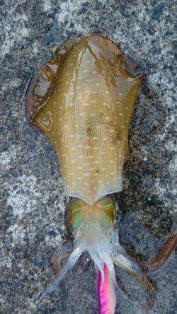 遅組の新子は反応も良し、食見でのエギング釣果