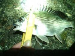 大阪南港　台風後のアジング、ボトムをスロー…