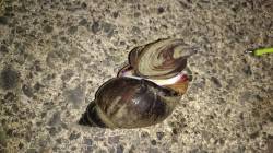 小浜港　石ゴカイをつけて五目仕掛けを投げて…