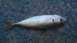 小浜港　オキアミで引き釣りを試すとキスが釣…