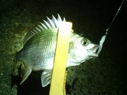 大阪南港アジング　渋い中ボトムをスローに誘…