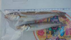 阿納～犬熊周辺　石ゴカイの引き釣りでキス・…