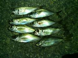 大阪南港アジングでランガン　アジ低活性でボ…