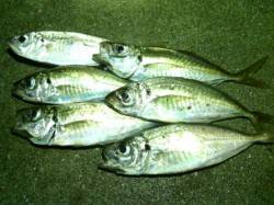 大阪南港アジング　前日よりは高活性でしたが…