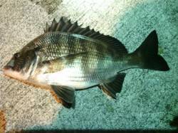 大阪南港アジング　ディープポイントでサイズ…