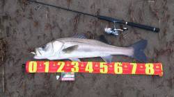 円山川下流でシーバス79cm！