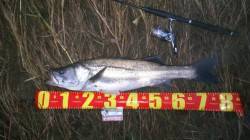 落ち鮎絡みの円山川シーバス　77cmの引き…