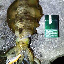 明石港エギングで久しぶりにいいサイズ♪　もう少しでキロUPのアオリイカ！