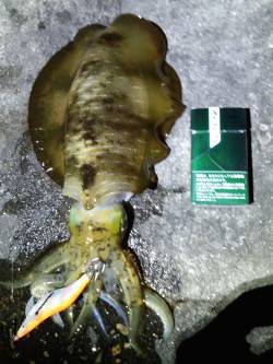 明石港エギングで久しぶりにいいサイズ♪　も…