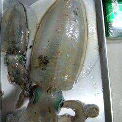 明石港エギングで久しぶりにいいサイズ♪　もう少しでキロUPのアオリイカ！