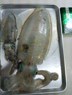 明石港エギングで久しぶりにいいサイズ♪　もう少しでキロUPのアオリイカ！