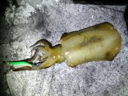 新浜漁港　皆既月食後月灯りの輝るタイミング…