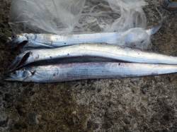 大津川河左岸の高場へ太刀魚狙い　ワインドで…