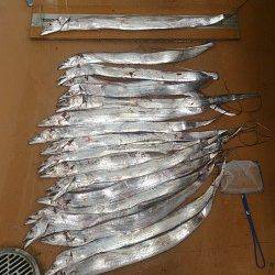 須磨　深夜12時からのタチウオ釣行で19本