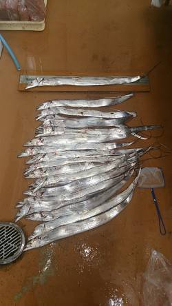 須磨　深夜12時からのタチウオ釣行で19本…