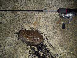 りんくう〜小島をアジング釣行でランガン　釣…