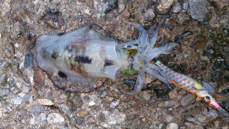 伊根　エギングでアオリイカ、台風後の爆釣に…